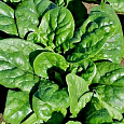 Шпинат Крепыш