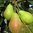 Груша плодовая Аллегро Груша плодовая Аллегро