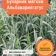 Бухарник мягкий Альбавариегатус