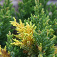 Можжевельник китайский Expansa Aureospicata