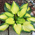 Хоста Гибридная Georgia Sweetheart Хоста Гибридная Georgia Sweetheart