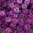 Алиссум Фиолетовая дымка