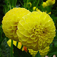Георгина махровая Deepest Yellow